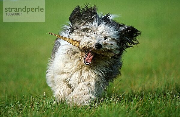 Polnischer Niederungshütehund  spielt mit Ast  PON  Polski Owczarek Nizinny