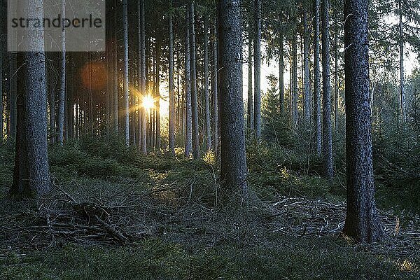 Sonne scheint in den Wald  Geyerscher Wald  Mittleres Erzgebirge  Sachsen  Deutschland  Europa