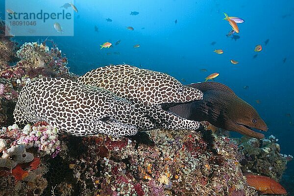 Große Netzmuränen (Gymnothorax favagineus)  Nord-Male Atoll  Indischer Ozean  Große Netzmuräne  Muräne  Malediven  Asien