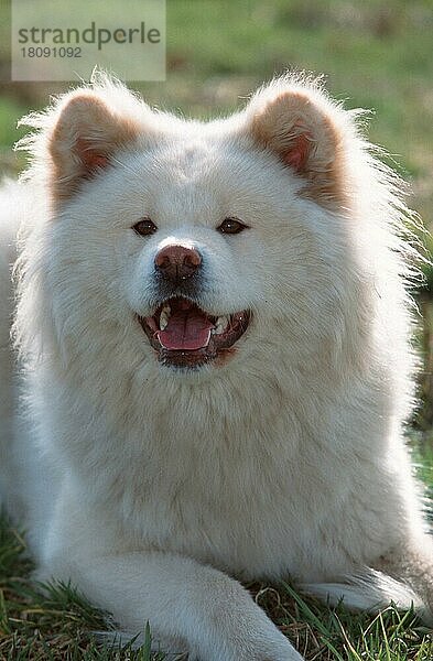 Akita-Inu  langhaarig  Akita Inu  long-haired (animals) (Säugetiere) (mammals) (Haushund) (domestic dog) (Haustier) (Heimtier) (pet) (außen) (outdoor) (frontal) (head-on) (von vorne) (Porträt) (portrait) (Wiese) (meadow) (weiß) (white) (hecheln) (panting) (liegen) (lying) (adult) (Gegenlicht) (back light) (back light)