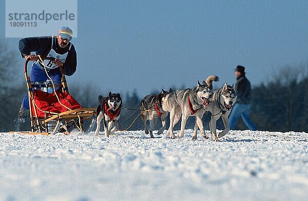 Siberian Husky Team  Schlittenhunderennen