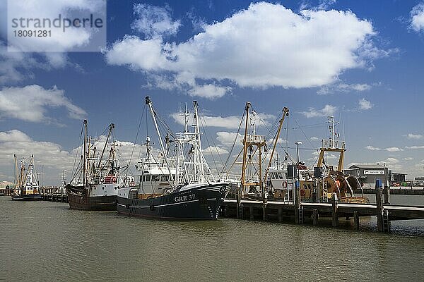 Fischereischiffe im Fischereihafen von Römö  Jütland  Römö  Dänemark  Europa