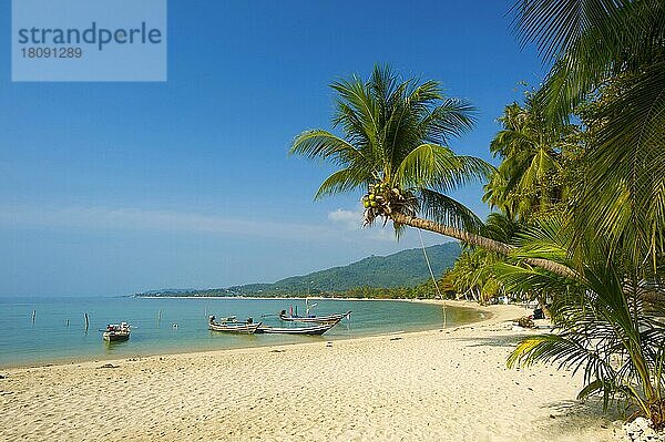 Lamai Beach  Insel Ko Samui  Thailand  Südthailand  Palmenstrand  Palmen  Asien