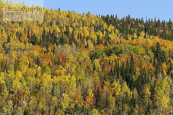 Herbstlicher Mischwald  Gaspesie Nationalpark  Kanada  Nordamerika