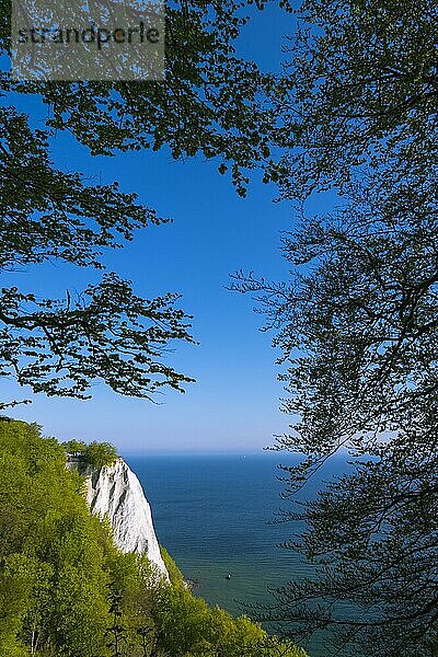 Königsstuhl  K÷nigsstuhl  Kreidefelsen  Nationalpark Jasmund  Rügen  Mecklenburg-Vorpommern  Deutschland  Europa