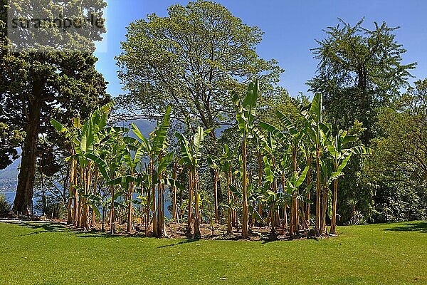 Bananenstauden  botanischer Garten  Isole di Brissago  am Lago Maggiore  Tessin  Langensee  Ticino  Brissago-Inseln  Bananenplantage  Schweiz  Europa