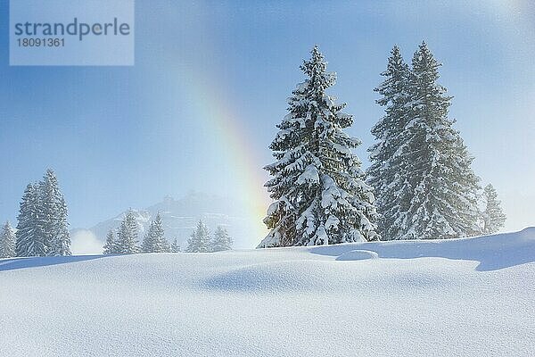 Verschneite Tannen mit Regenbogen  Glarus  Schweiz  Europa