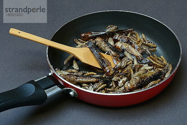 Insekten-Food  verschiedene frittierte Insekten in Pfanne  Heuschrecken  Grillen  Mehlwürmer (Locusta migratoria)  Acheta domesticus  Tenebrio molitor
