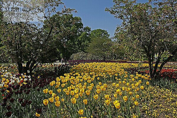 Luisenpark  Tulpenblüte  Kirschblüte  Frühling  Mannheim  Baden-Württemberg  Deutschland  Europa