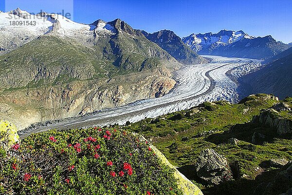 Alpenrose (Rhododendron spec.)  Wannenhörner  Aletschgletscher  Wallis  Schweiz  Europa