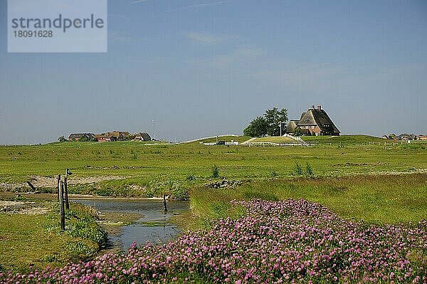 Nordsee  Hallig Hooge  Warft  Hallig  Wattenmeer  Nordfriesland  UNESCO-Welterbe  Deutschland  Europa