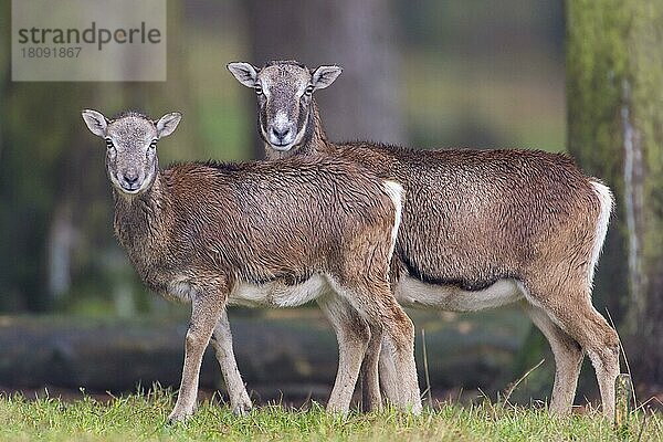 Mufflon (Ovis orientalis)