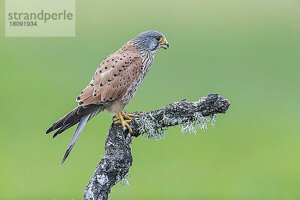 Turmfalke (Falco tinnunculus) m  Spanien  Europa