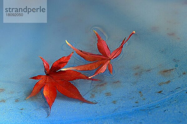 Rote Ahornblätter auf Wasser  Acer palmatum