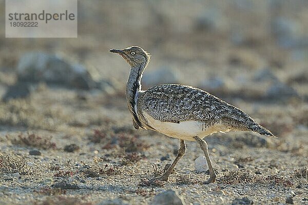 Kragentrappe (Chlamydotis undulata fuertaventurae) Fuerteventura  Spanien  Europa