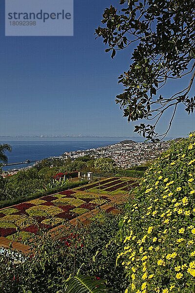 Thunbergia alata  Schwarzäugige Susan-Rebe  Botanischer Garten  Jardim Botanico  Funchal  Insel Madeira  Portuga (Thunbergia alata)  Schwarzäugige Susan-Rebe  Botanischer Garten  Jardim Botanico  Funchal  Insel Madeira  Portugal  Europa