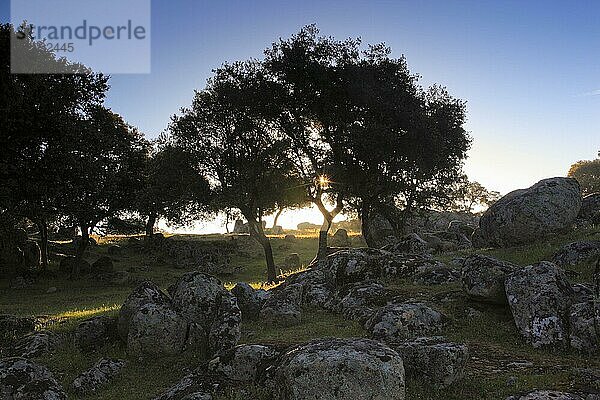Korkeiche (Quercus suber)  Nationalpark Sierra de Andujar  Andalusien  Spanien  Europa