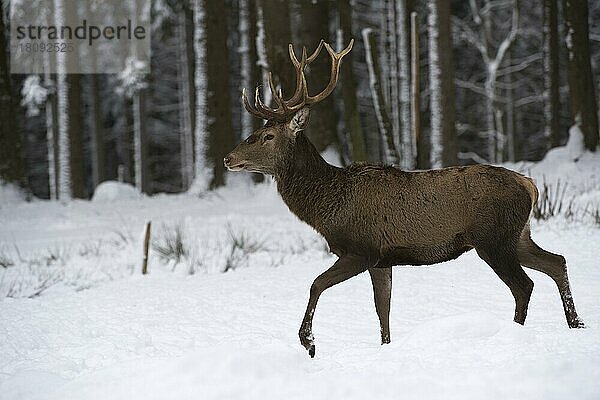 Rothirsch (Cervus elaphus)  Bitburg  Eifel  Rheinlad-Pfalz  Deutschland  Europa