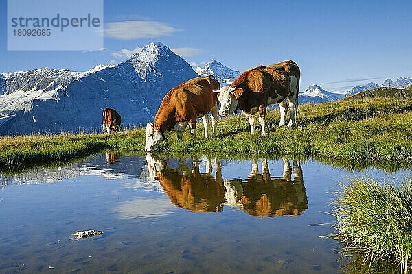 Simmentaler Rinder vor Eiger und Jungfrau  Berner Oberland  Schweiz  Europa