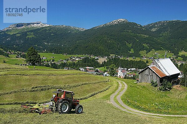 Heuernte in Riezlern  Blick auf Hoher Ifen  Kleinwalsertal  Vorarlberg  Österreich  Europa