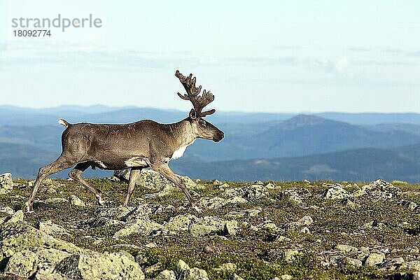 Karibu (Rangifer tarandus caribou)  seitlich  Mount Jacques Cartier  Gaspesie Nationalpark  Quebec  Kanada  Nordamerika