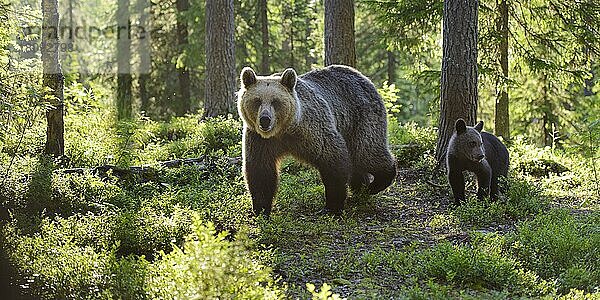 Europäische Braunbären (Ursus arctos)  Europäischer Braunbär  Weibchen und Jungtier  Finnland  Europa