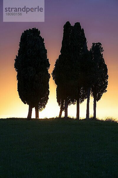 Zypressen  Val d'Orcia  Toskana  Italien  Europa