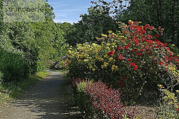 Blühende Rhododendren und Azaleen  Schlosspark von Schloss Berleburg  Bad Berleburg  Ldkrs. Siegen-Wittgenstein  Nordrhein-Westfalen  Deutschland  Europa