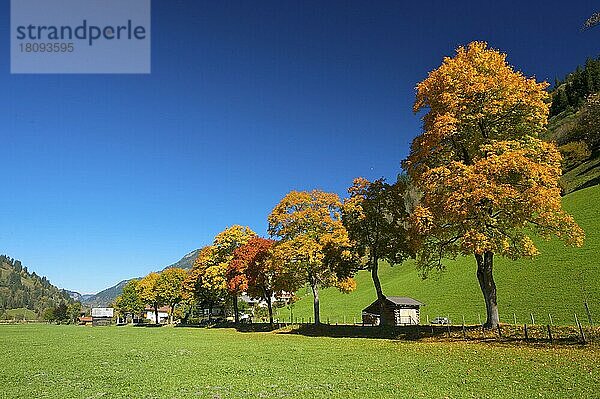 Herbstliche Allee bei Dorfgastein im Gasteiner Tal  Pongau im Salzburger Land  Österreich  Europa