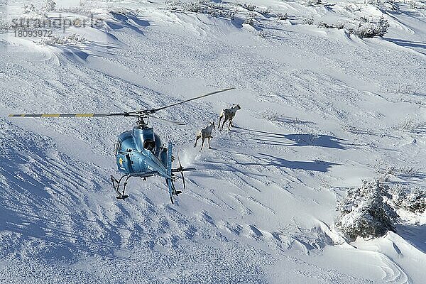 Helicopter over caribous  mount Albert  Caribou mountain ecotype  Gaspesie national park  Quebec  Canada  Gaspesie Nationalpark  Wissenschaftler treiben Rentiere (Rangifer tarandus) mit Hubschrauber  Kanada  Nordamerika