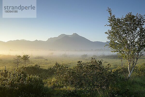 Morgenstimmung im Moor  bei Sonnenaufgang  mit Morgennebel  Juli  NSG Kendlmühlfilzn  Grassau  Chiemgau  Bayern  Deutschland  Europa