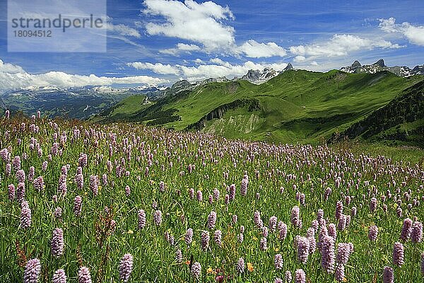 Schlangenknöterich  Innerschweizer Alpen  Schweiz  (Polygonum bistorta)  Europa