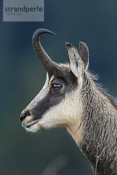 Gämse (Rupicapra rupicapra)  Vogesen  Frankreich  Europa