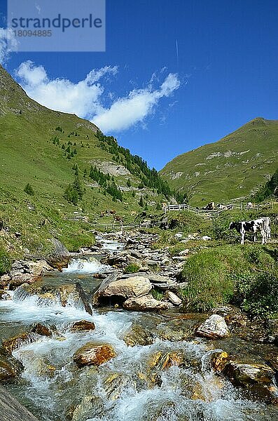 Almgebiet  Hochalm  Kühe  Bergbach  Vals  Valsertal  Valser Tal  Fanealm  Südtirol