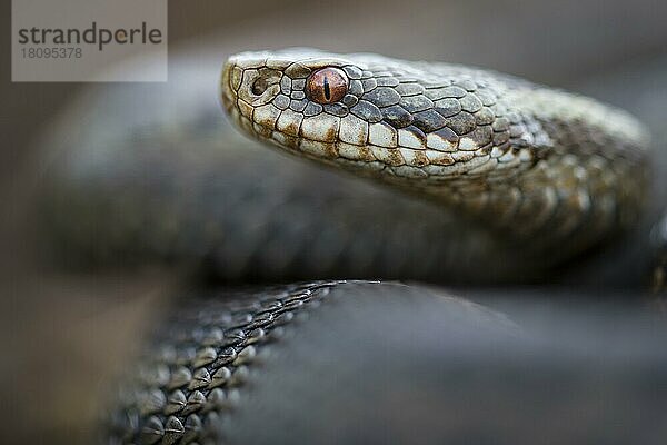 Kreuzotter (Vipera berus)  Goldenstedter Moor  Niedersachsen  Deutschland  Europa