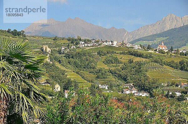 Weinberge  Texelgebirge  Vinschgau  Südtirol  Val Venosta  Alto Adige  Texelberge  Italien  Europa