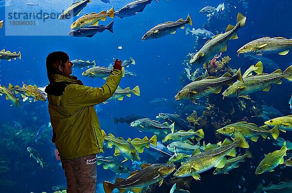 Frau fotografiert Fische  Aquarium im Atlantehavsparken  Alesund  Moero og Romsdal  Norwegen  Europa