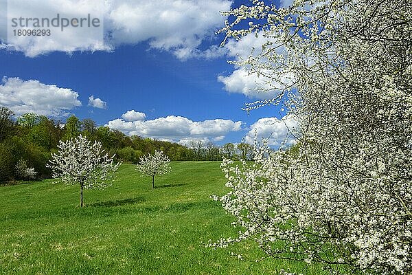Blühende Kirschbäume  Mecklenburg-Vorpommern  Deutschland  Europa