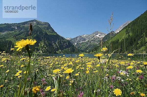 Vilsalpsee  Naturschutzgebiet Vilsalpsee  Tannheimer Tal  Tirol  Österreich  Europa