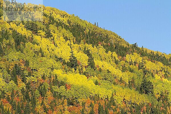 Mischwald  Halbinsel Gaspesie  Quebec  Kanada  Nordamerika