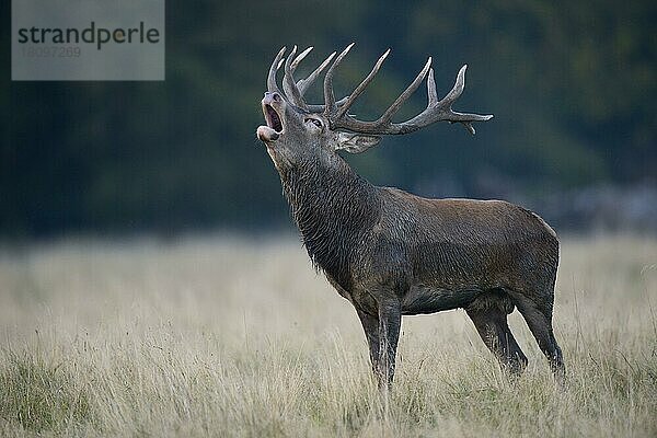 Rothirsch (Cervus elaphus)  männlich  Kopenhagen  Dänemark  Europa