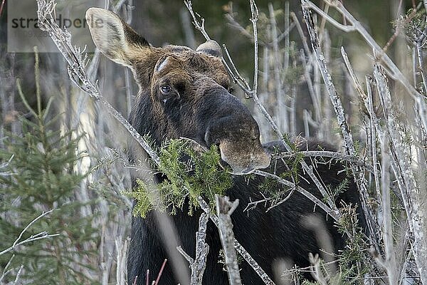 Elch  Elche  Hirsche  Huftiere  Paarhufer  Säugetiere  Tiere  Bull moose feeding in winter  Gaspesie national park  Quebec  Canada