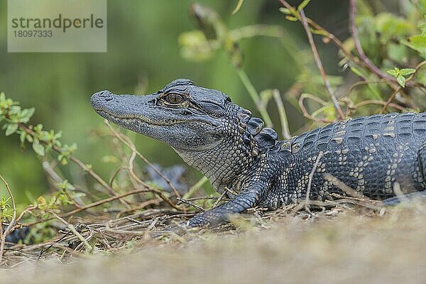 Alligator juv (Alligator mississippiensis)  Florida  Everglades  USA  Nordamerika