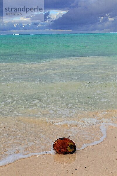 Kokosnuss am Strand  Indischer Ozean  Sansibar  Tansania  Afrika