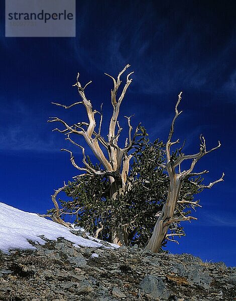 Grannenkiefer (Pinus aristata) White Mountains  Kalifornien  USA  Nordamerika