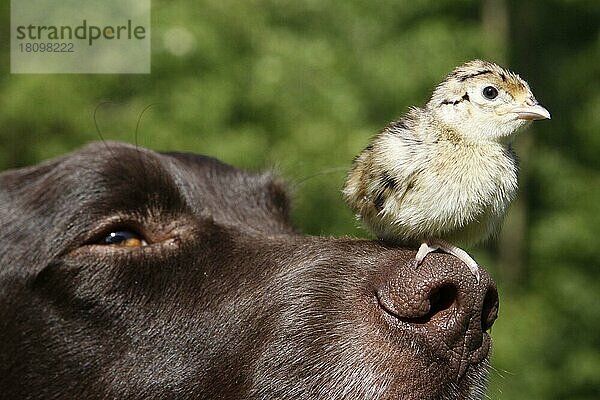 Kleiner Münsterländer und Jagdfasan (Phasianus colchicus)  Küken  auf der Nase  Kleiner Münsterländer  Fasanenkueken