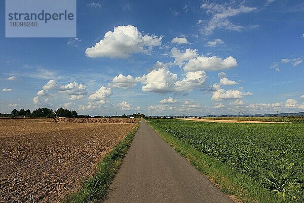 Feldweg zwischen Feldern  Deutschland  Europa