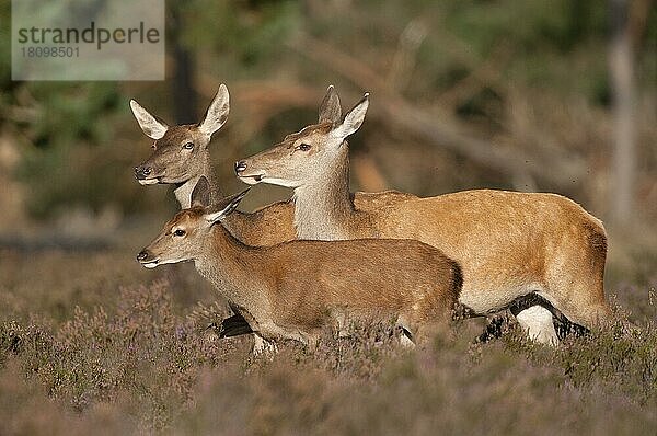 Rothirsche (Cervus elaphus)  Weibchen und Jungtier