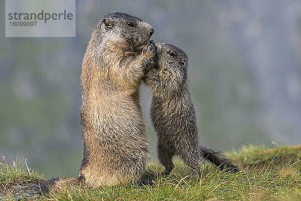 Alpenmurmeltiere (Marmota marmota)  Nationalpark Hohe Tauern  Kärnten  Österreich  Europa
