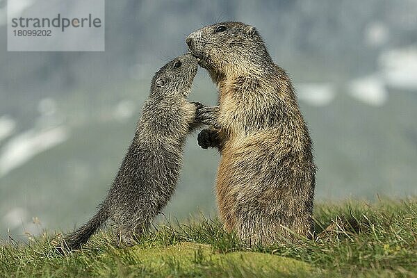 Alpenmurmeltiere (Marmota marmota)  Nationalpark Hohe Tauern  Kärnten  Österreich  Europa